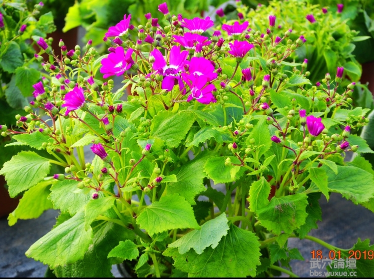 ���������־�η��紴�컨����ľ�����¸��������ڣ�