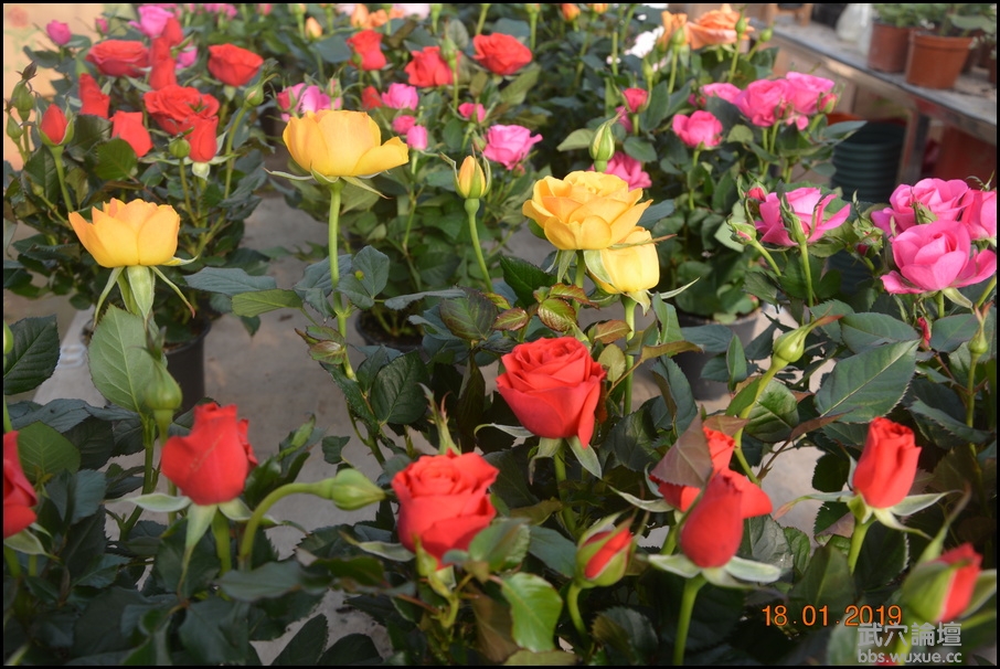 ���������־�η��紴�컨����ľ�����¸��������ڣ�