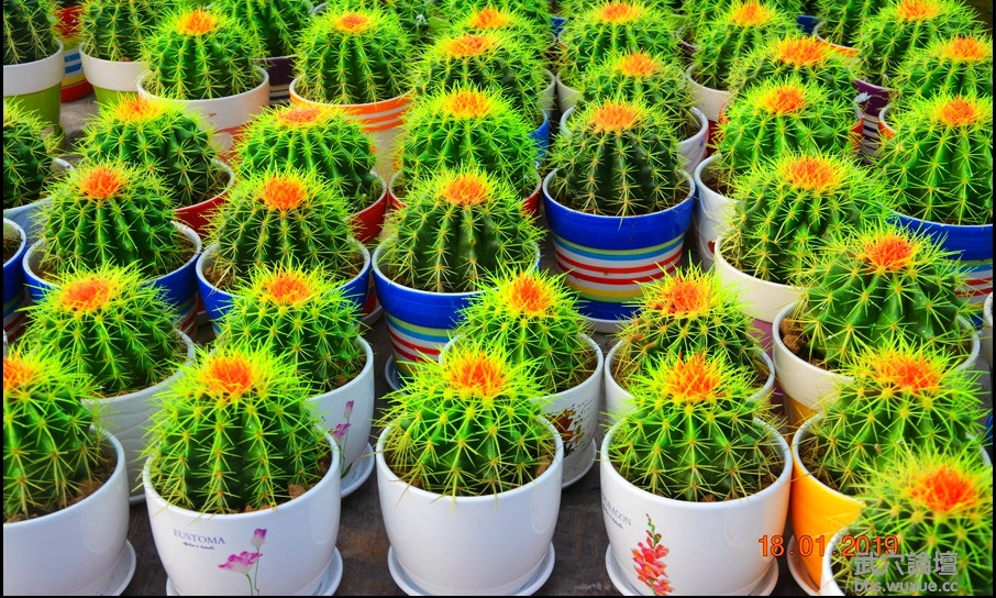 ���������־�η��紴�컨����ľ�����¸��������ڣ�