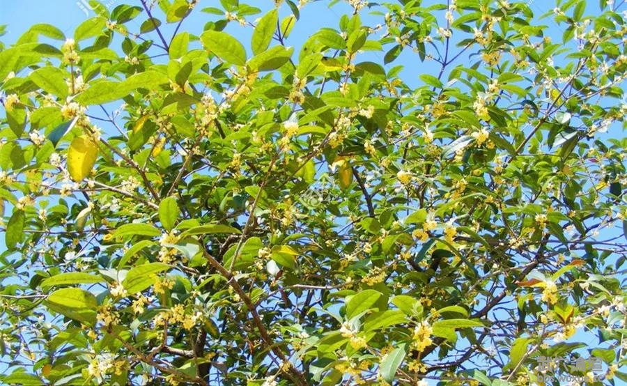 ΢��ͼƬ_20190817114230.jpg